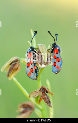 Burnett Motte Stockfoto