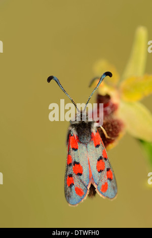 Burnett Motte Stockfoto