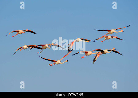Größere Flamingoss, Camargue, Provence, Südfrankreich / (Phoenicopterus Ruber Roseus) Stockfoto