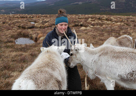 Cairngorm, UK, 24. Februar 2014, ein Mitglied des Personals, die Fütterung der Rentiere bis auf die Cairngorm Berg Scotlan Credit: Keith Larby/Alamy Live News Stockfoto