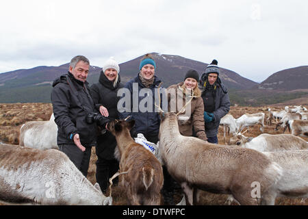 Cairngorm, UK, 24. Februar 2014, Mitglieder der Öffentlichkeit füttern der Rentiere bis auf die Cairngorm Berg in Schottland arrangiert von Cairngorm Rentier Zentrum in Glenmor Credit: Keith Larby/Alamy Live News Stockfoto