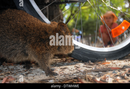 Quokka (Setonix Brachyurus) und Kind sahen einander durch Speichen Fahrrad Rad, Rottnest Island, Western Australia Stockfoto