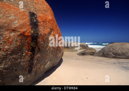 Flechten Sie auf küstennahen Felsbrocken auf Mazzoletti Strand, William Bay National Park, Western Australia Stockfoto