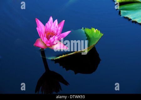 Seerose Stockfoto