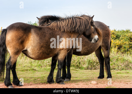 Wildpferde, Exmoor National Park, Somerset, England, UK. Stockfoto