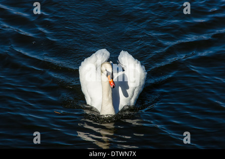 Höckerschwan auf einem See schwimmen Stockfoto