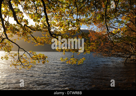 Mit überhängenden Baum mit Blick auf Crummock Wasser in den Lake District National Park anzeigen Stockfoto