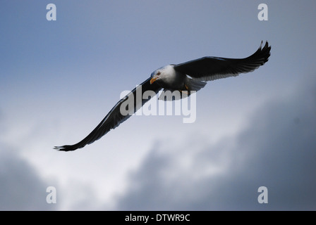 Weniger schwarze gesicherten Möwe im Flug Stockfoto