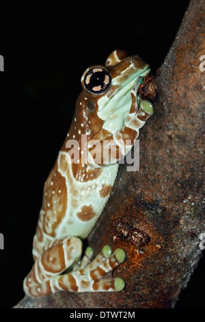 Amazon Milch Frosch Stockfoto