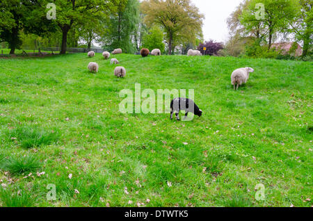 Schafe am Deich Stockfoto