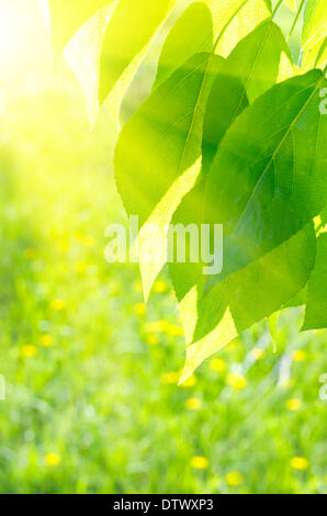 Pappel Blätter im Frühling Blumen Hintergrund Stockfoto