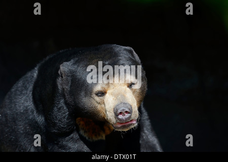 Malaiische Sun Bear Stockfoto