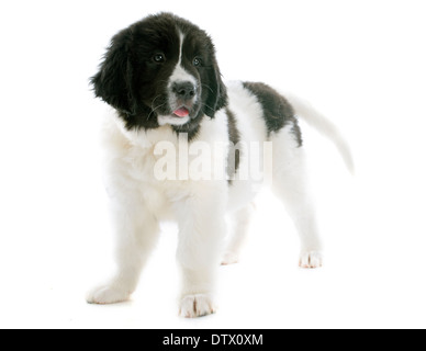 reinrassige Welpen Landseer vor weißem Hintergrund Stockfoto