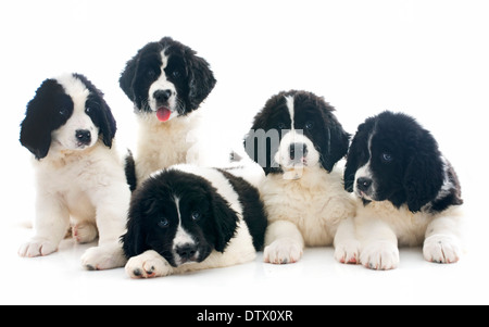 reinrassige Landseer Welpen vor weißem Hintergrund Stockfoto