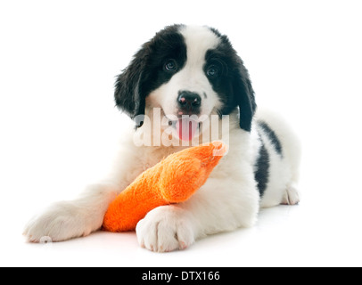 reinrassige Welpen Landseer vor weißem Hintergrund Stockfoto