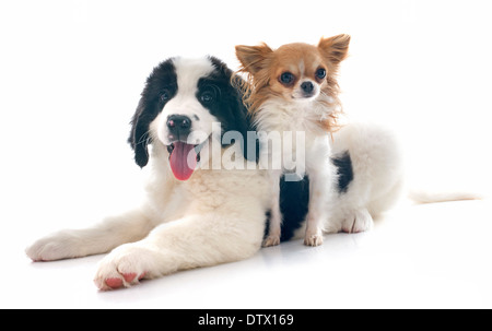 reinrassige Welpen Landseer und Chihuahua vor weißem Hintergrund Stockfoto