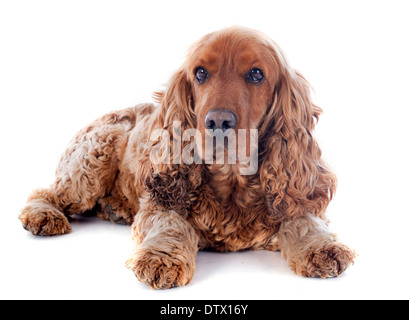 Porträt eines reinrassigen englischen Cocker in einem studio Stockfoto