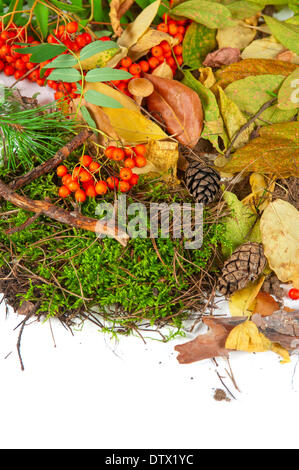 Blätter im Herbst Stockfoto