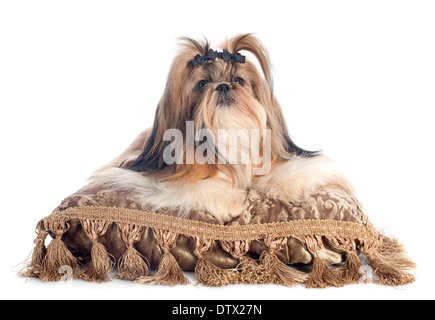 reinrassige Shih Tzu auf Kissen vor weißem Hintergrund Stockfoto