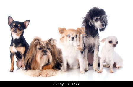 fünf kleine Hunde vor weißem Hintergrund Stockfoto