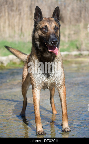 Bild von einem reinrassigen belgischen Schäferhund Malinois im Fluss Stockfoto