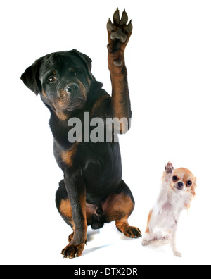 junger Rottweiler und Chihuahua vor weißem Hintergrund Stockfoto