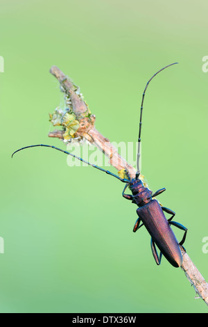 Moschus-Käfer Stockfoto