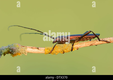 Moschus-Käfer Stockfoto