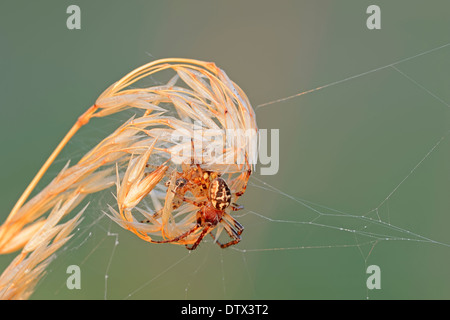 Furche Orbweaver Stockfoto