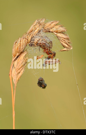 Furche Orbweaver Stockfoto