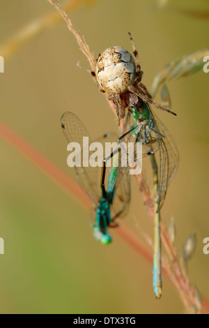 Furche Orbweaver Stockfoto