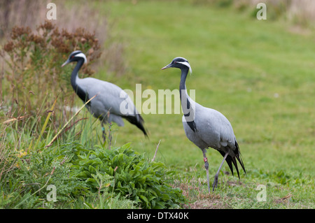 Demoisellenkran (Grus virgo oder Anthropoides virgo) im Pensthorpe Nature Reserve, Fakenham, Norfolk. Stockfoto