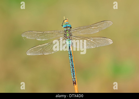 Kaiser-Libelle Stockfoto