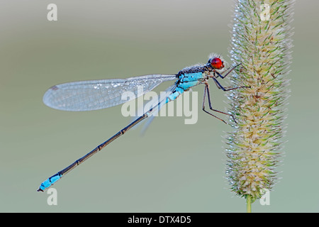 Kleinen rotäugigen Damselfly Stockfoto