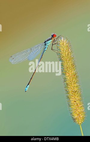 Kleinen rotäugigen Damselfly Stockfoto