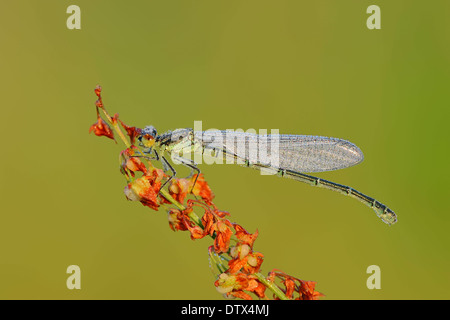 Kleinen rotäugigen Damselfly Stockfoto