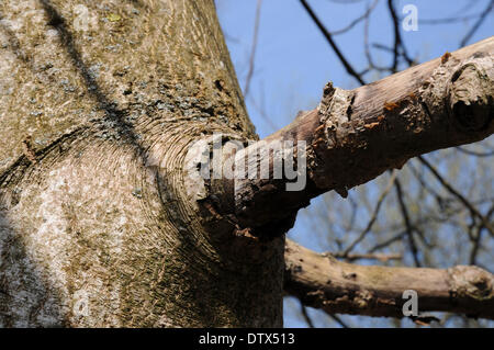 Trockenen Ast auf einen Nussbaum Stockfoto