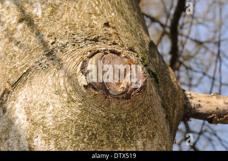 Schneiden eine Filiale am Stiel Stockfoto