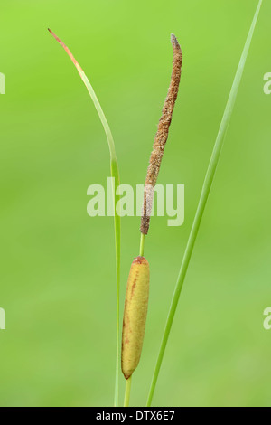 Schmale Blatt Rohrkolben Stockfoto