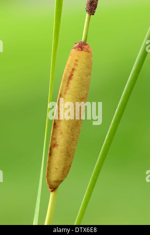 Schmale Blatt Rohrkolben Stockfoto