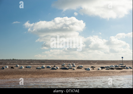 Dichtungen an Blakeney Point, Norfolk. Stockfoto