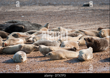 Graue Robben (Halichoerus grypus) und Common- oder Hafensiegel (Phoca vitulina) am Blakeney Point, Norfolk. Stockfoto