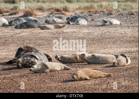 Graue Robben (Halichoerus grypus) und Common- oder Hafensiegel (Phoca vitulina) am Blakeney Point, Norfolk. Stockfoto