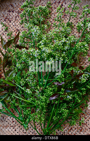 Neem Blätter und Blüten im Bambuskorb von Draufsicht Stockfoto