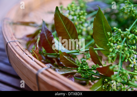 Neem Blätter und Blüten im Bambuskorb Stockfoto