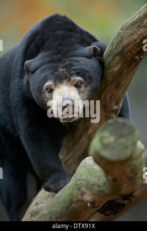 Malaiische Sun Bear Stockfoto