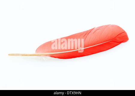 Scarlet Ibis Stockfoto