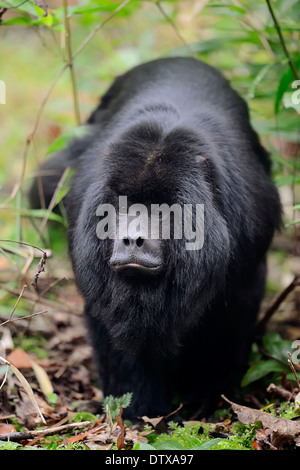 Schwarze Brüllaffe Stockfoto