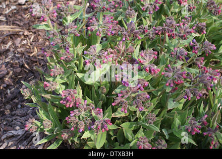 Lungenkraut Stockfoto