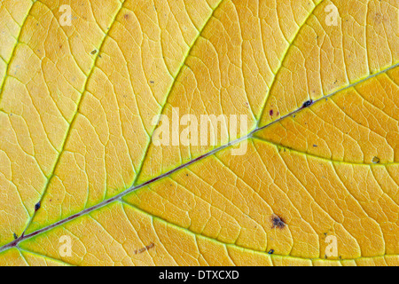 Roter Osier Hartriegel Stockfoto